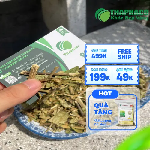 Lá Hoàn Ngọc tươi xanh Noni Tấn Phát