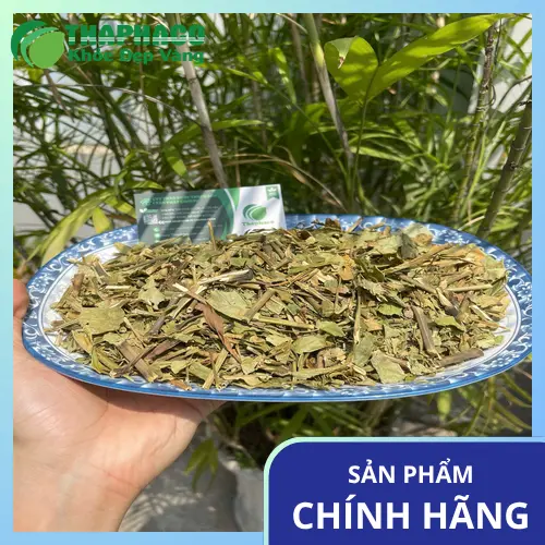 Lá Hoàn Ngọc được phơi khô tự nhiên tại Tấn Phát