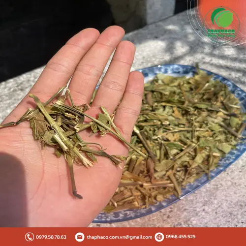 Một tách trà hoàn ngọc đã pha sẵn sàng thưởng thức
