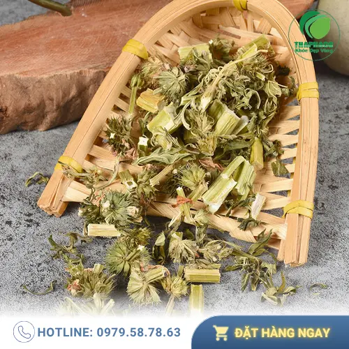 Trà ích mẫu sấy khô có nhiều công dụng tuyệt vời
