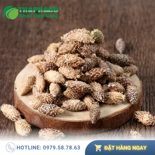 Hình ảnh cây ké đầu ngựa tươi