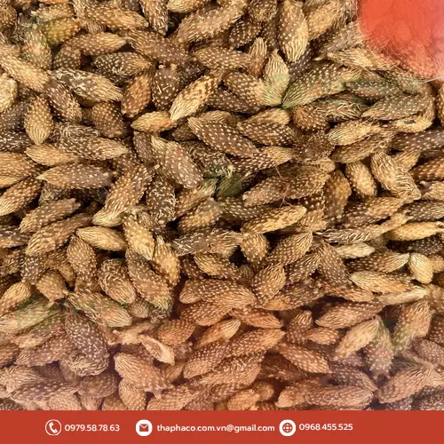 Ké đầu ngựa khô đã được sơ chế và chuẩn bị để dùng