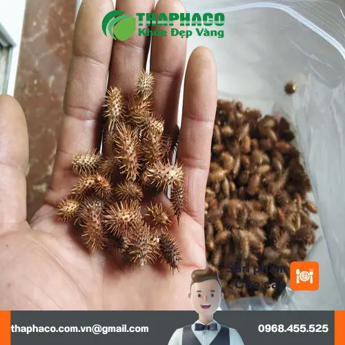 Sắc ké đầu ngựa khô làm nước uống trị viêm xoang