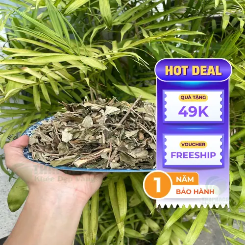 Rễ khổ sâm khô chất lượng cao từ Noni Tấn Phát