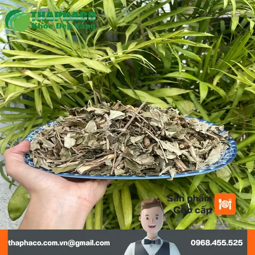 Khổ Sâm có nhiều công dụng y học đã được chứng minh
