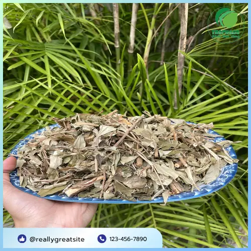 Khổ Sâm có thể dùng sắc nước uống hoặc kết hợp dược liệu