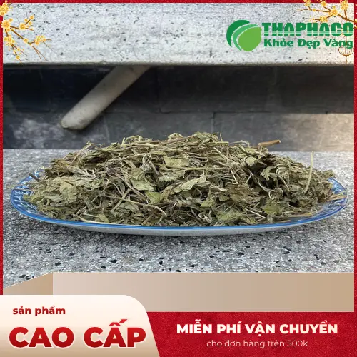 Lá bạc hà tươi xanh mơn mởn tại Noni Tấn Phát