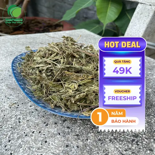 Lá bạc hà tươi đang được thu hoạch tại vườn Noni Tấn Phát