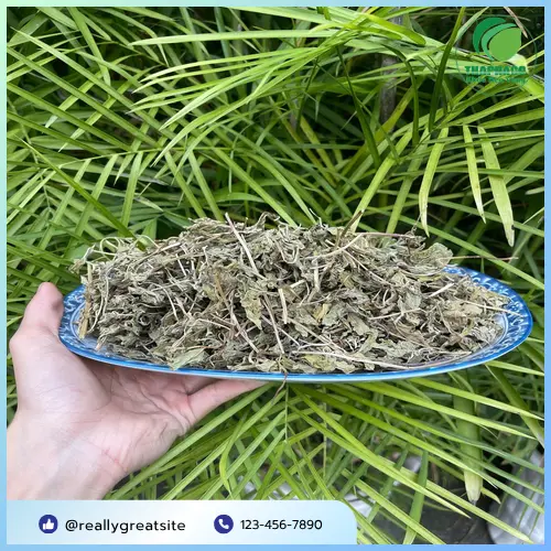Quy trình sấy lá bạc hà khô Noni Tấn Phát