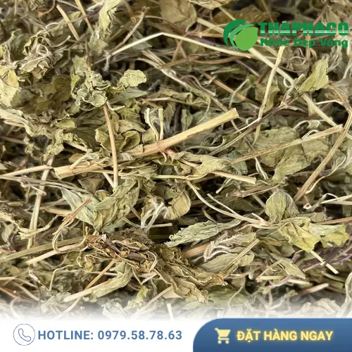 Quy trình sấy khô lá bạc hà Noni Tấn Phát giữ nguyên dược tính