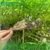 Mua sỉ lá khôi tía ở đâu tại TP.HCM? Noni Tấn Phát