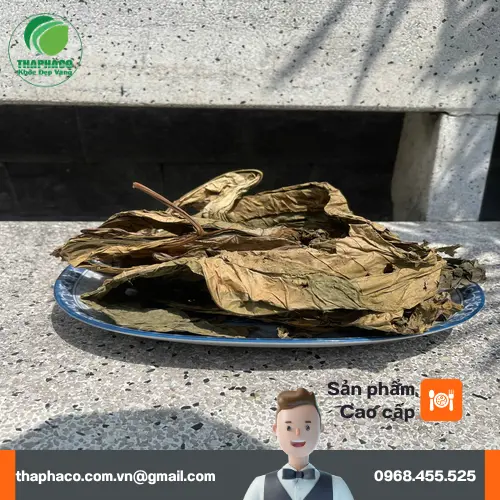 Hình ảnh lá khôi tía với mặt dưới màu tía đặc trưng của Noni Tấn Phát