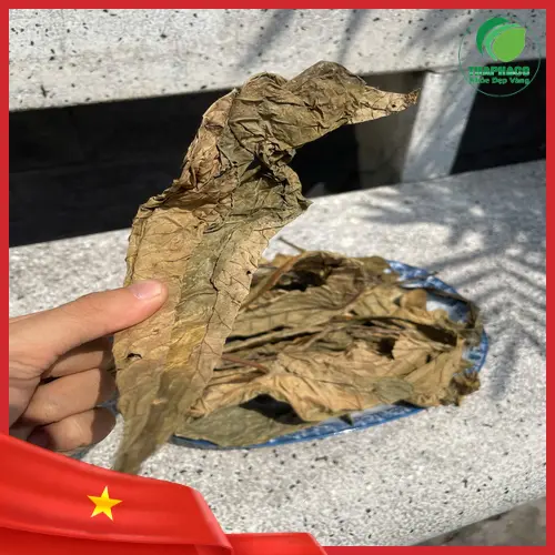 Quy trình sấy khô lá khôi tía đảm bảo chất lượng từ Noni Tấn Phát
