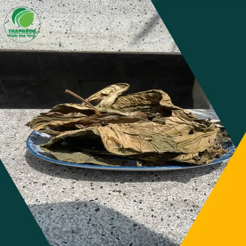 Lá khôi tía chất lượng cao được tuyển chọn kỹ lưỡng