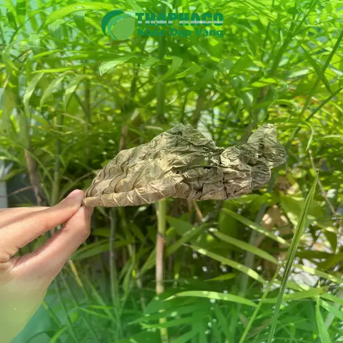 Bao bì sản phẩm lá khôi tía của Noni Tấn Phát