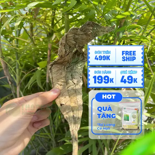 Noni Tấn Phát - Đơn vị cung cấp lá khôi tía uy tín