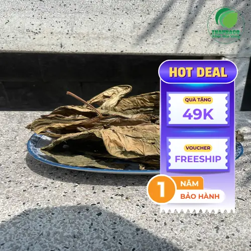 Dược sĩ Noni Tấn Phát tư vấn về cách sử dụng lá khôi tía hiệu quả