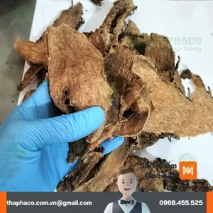 Chỗ nào bán móp gai sấy khô tại TP.HCM?