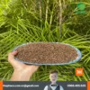 Giá 1kg Nụ Vối Sấy Khô Bao Nhiêu? Chuyên Gia Noni Tấn Phát Tư Vấn