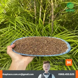 Giá 1kg Nụ Vối Sấy Khô Bao Nhiêu? Chuyên Gia Noni Tấn Phát Tư Vấn