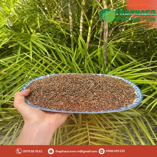 Kho hàng nụ vối sấy khô rộng lớn của Noni Tấn Phát, đảm bảo nguồn cung ổn định