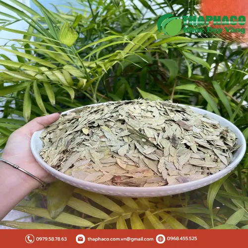 Phan tả diệp tươi tại Noni Tấn Phát