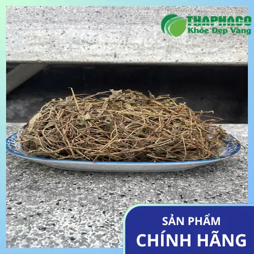 Hình ảnh cây Sài đất tươi tốt, lá xanh mướt, hoa vàng rực rỡ, tượng trưng cho sức sống và dược tính
