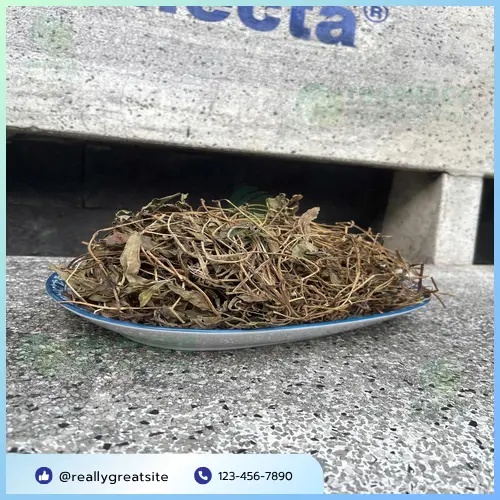 Kiểm định chất lượng cây sài đất sấy khô tại Noni Tấn Phát