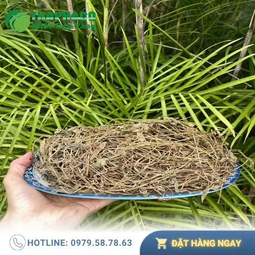 Quy trình phơi sấy sài đất khô tại Noni Tấn Phát
