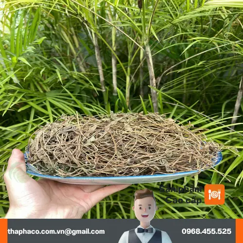 Sài đất khô được phơi hoặc sấy kỹ lưỡng, đảm bảo vệ sinh và giữ được dược tính