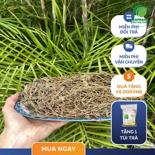 Noni Tấn Phát - Địa chỉ bán sài đất sấy khô uy tín tại TP.HCM