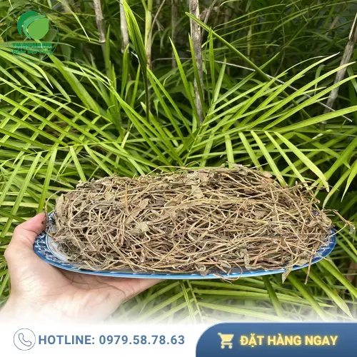 Sài đất sấy khô Noni Tấn Phát được đóng gói cẩn thận