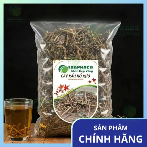 Cây xấu hổ (trinh nữ) mọc tự nhiên
