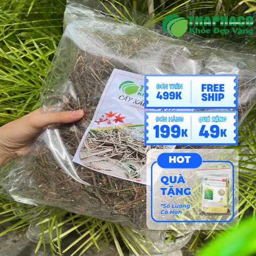 Cây xấu hổ khô chất lượng cao Noni Tấn Phát