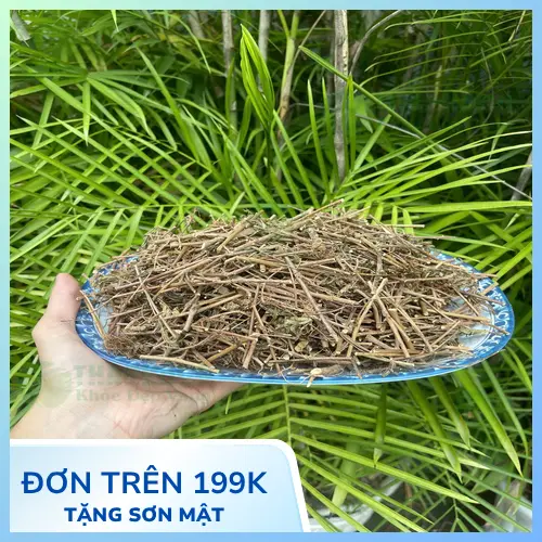 Hình ảnh cây xấu hổ toàn thân, lá khép lại