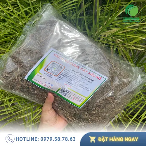 Lá cây xấu hổ tươi và những bông hoa nhỏ