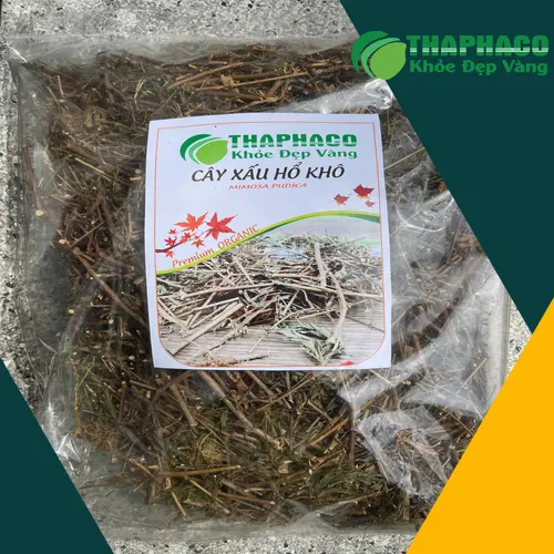 Noni Tấn Phát - Cây xấu hổ chất lượng cao