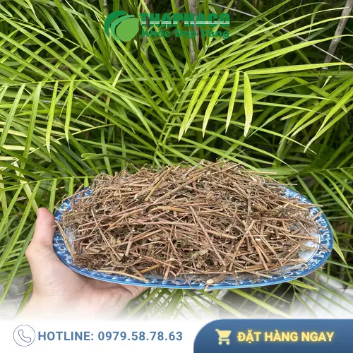 Cây xấu hổ sấy khô đạt chuẩn chất lượng từ Noni Tấn Phát