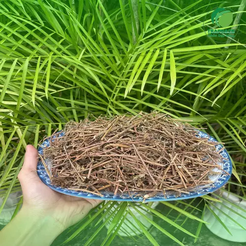 Hướng dẫn sử dụng cây xấu hổ khô đúng cách