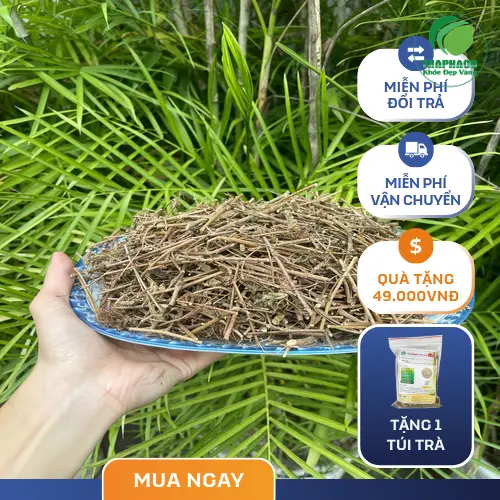 Thành quả của việc sử dụng cây xấu hổ - giấc ngủ ngon và sức khỏe dồi dào