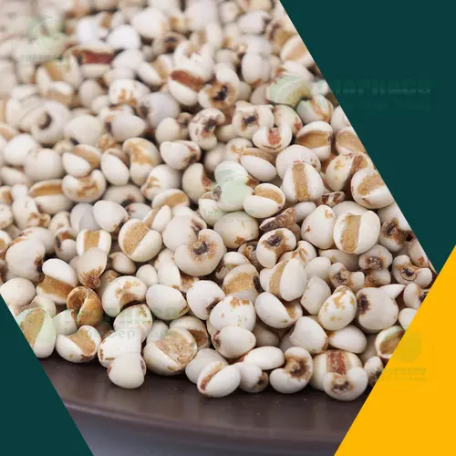 Sữa ý dĩ thơm ngon, bổ dưỡng từ Noni Tấn Phát