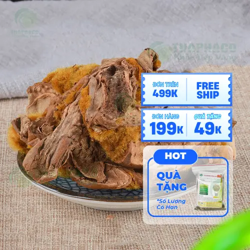 Cẩu tích hỗ trợ xương khớp chắc khỏe