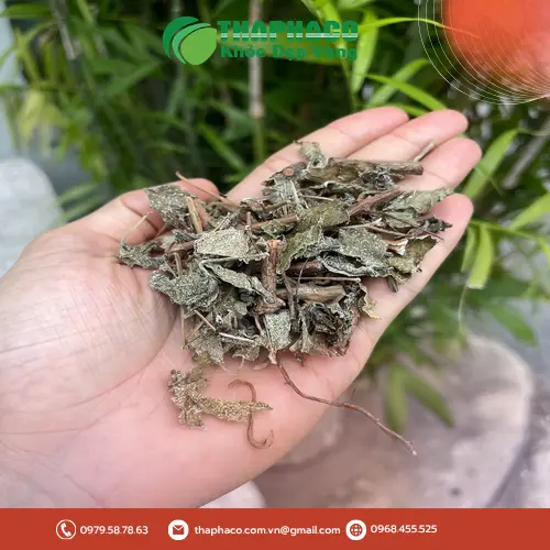 Lợi ích chè dây khô THAPHACO cho sức khỏe