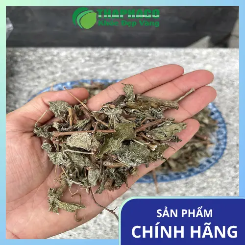 Phấn trắng đặc trưng trên chè dây chất lượng