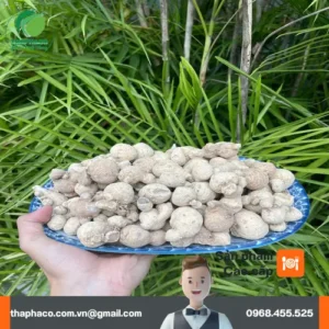 Địa chỉ bán sỉ củ tam thất nam tận gốc tại TP.HCM