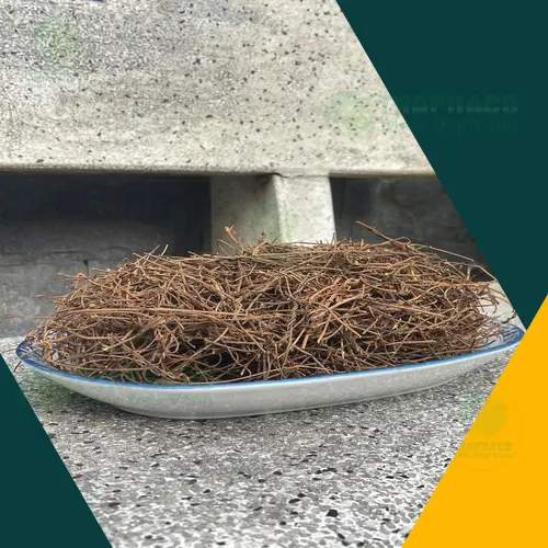Hình ảnh dây tơ hồng khô Noni Tấn Phát