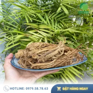 Mua Đương Quy Ở Đâu Uy Tín Tại TPHCM? Đánh Giá Noni Tấn Phát