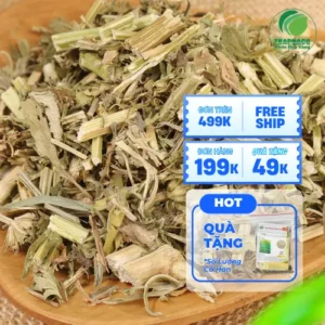 Mua ích mẫu khô ở đâu uy tín? Chuyên gia Noni Tấn Phát giải đáp