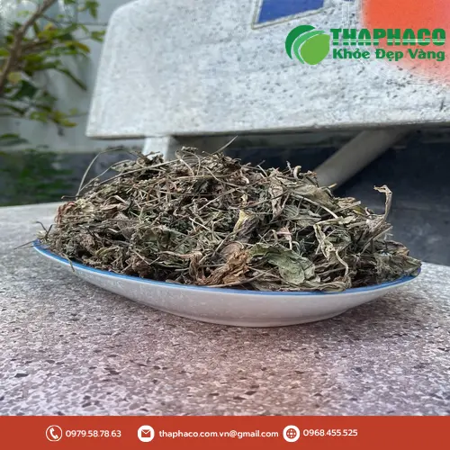 Hình ảnh cây mã đề tươi và khô
