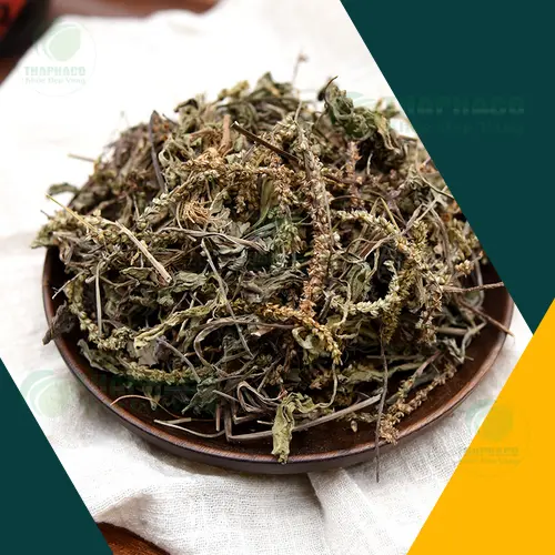 Pha trà mã đề khô tại nhà